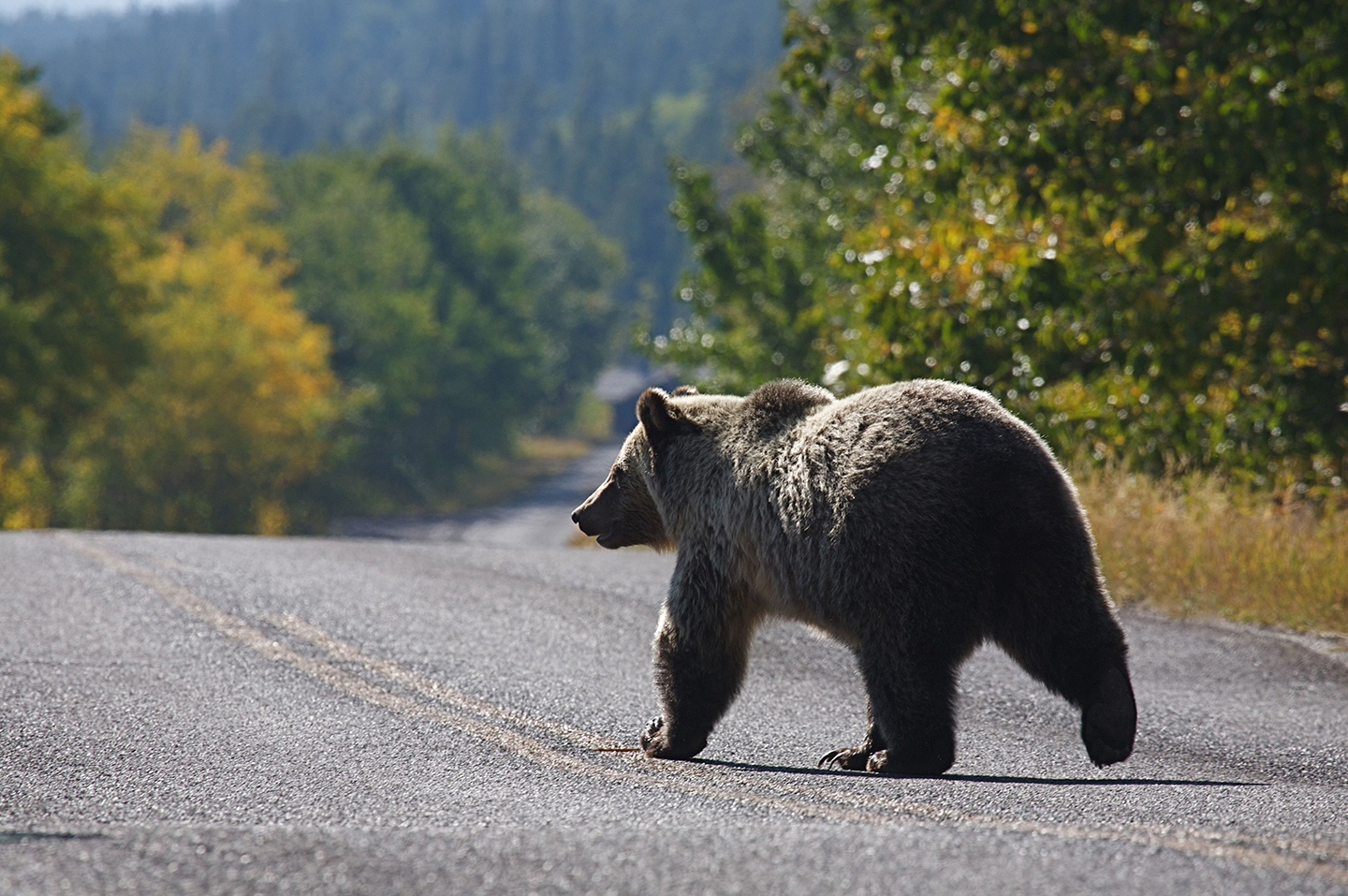 Bear on the Road