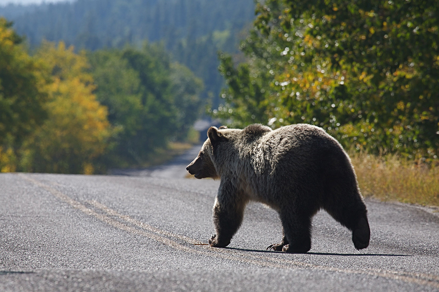 Encounter Behavior & Myths (Be Bear Aware) - IGBC