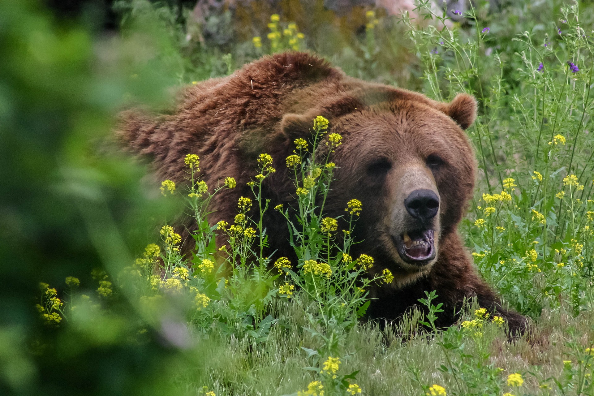 bear in meadow