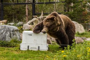 Grizzly Bear Testing Products