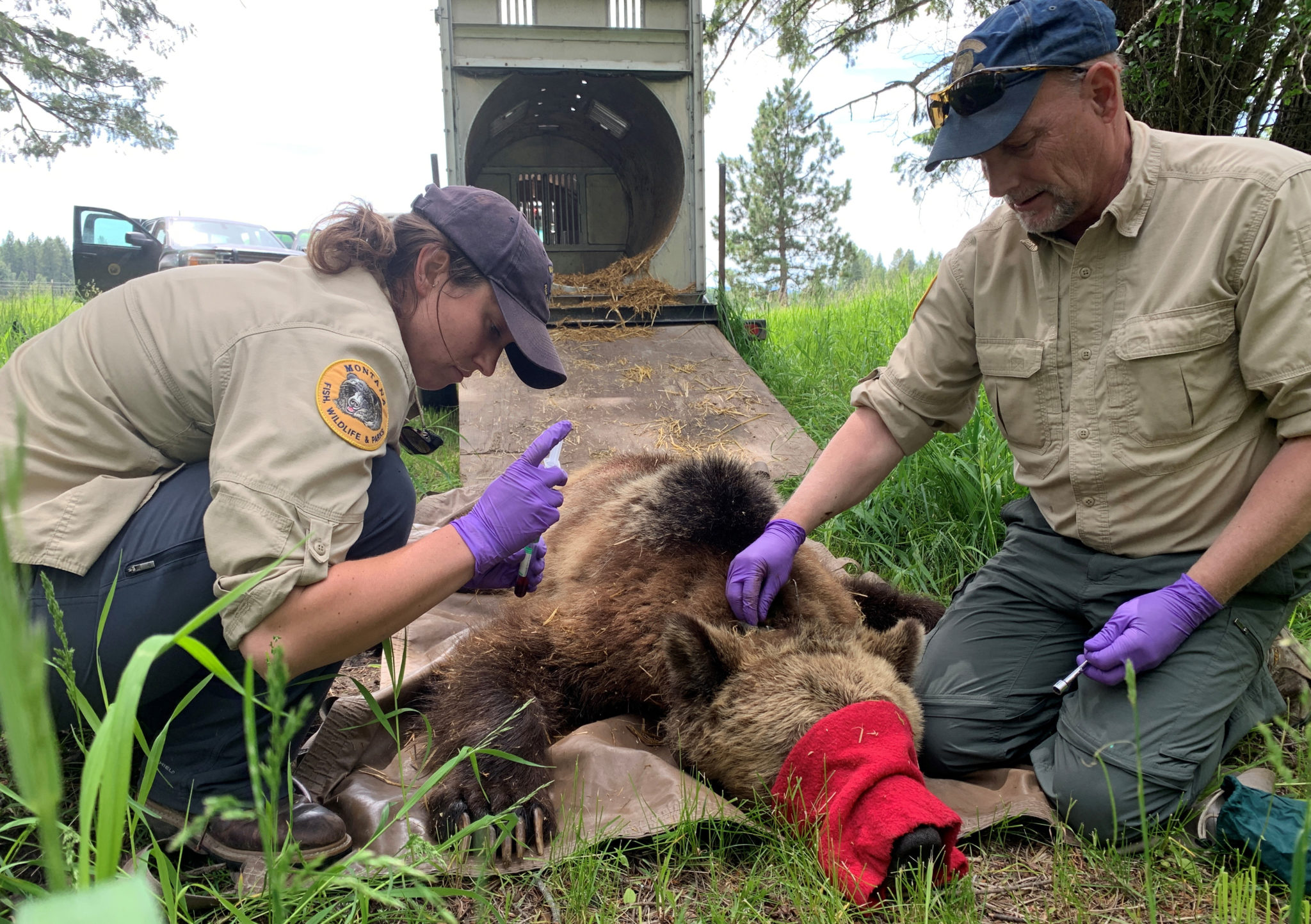 Bear Science Interagency Grizzly Bear Committee Igbc 0610