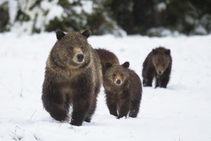 griz and cubs
