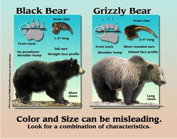 Black Bears vs. Grizzly Bears