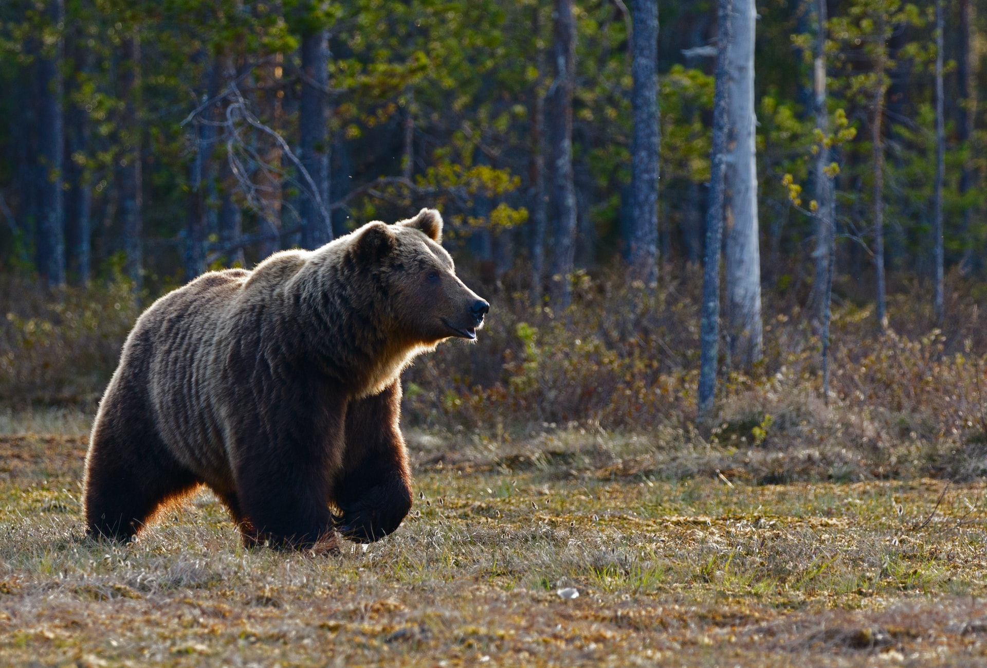 Bear Identification & Signs (Be Bear Aware) - IGBC