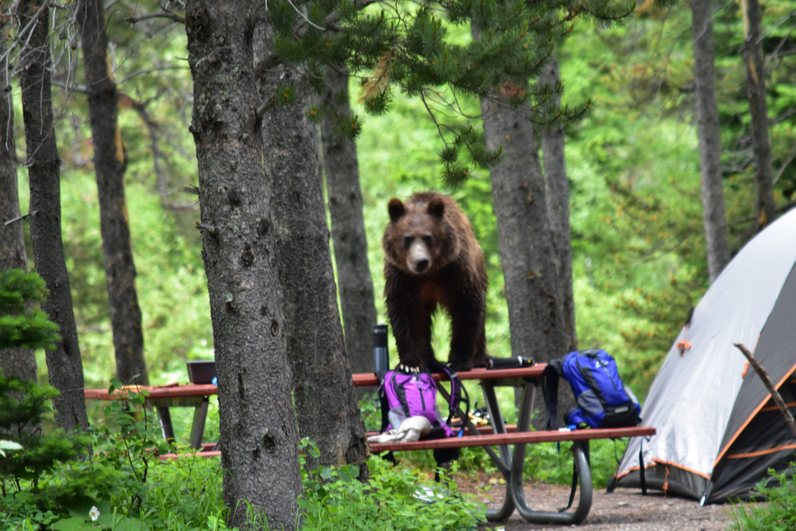 Hikers And Campers Interagency Grizzly Bear Committee Igbc 7863