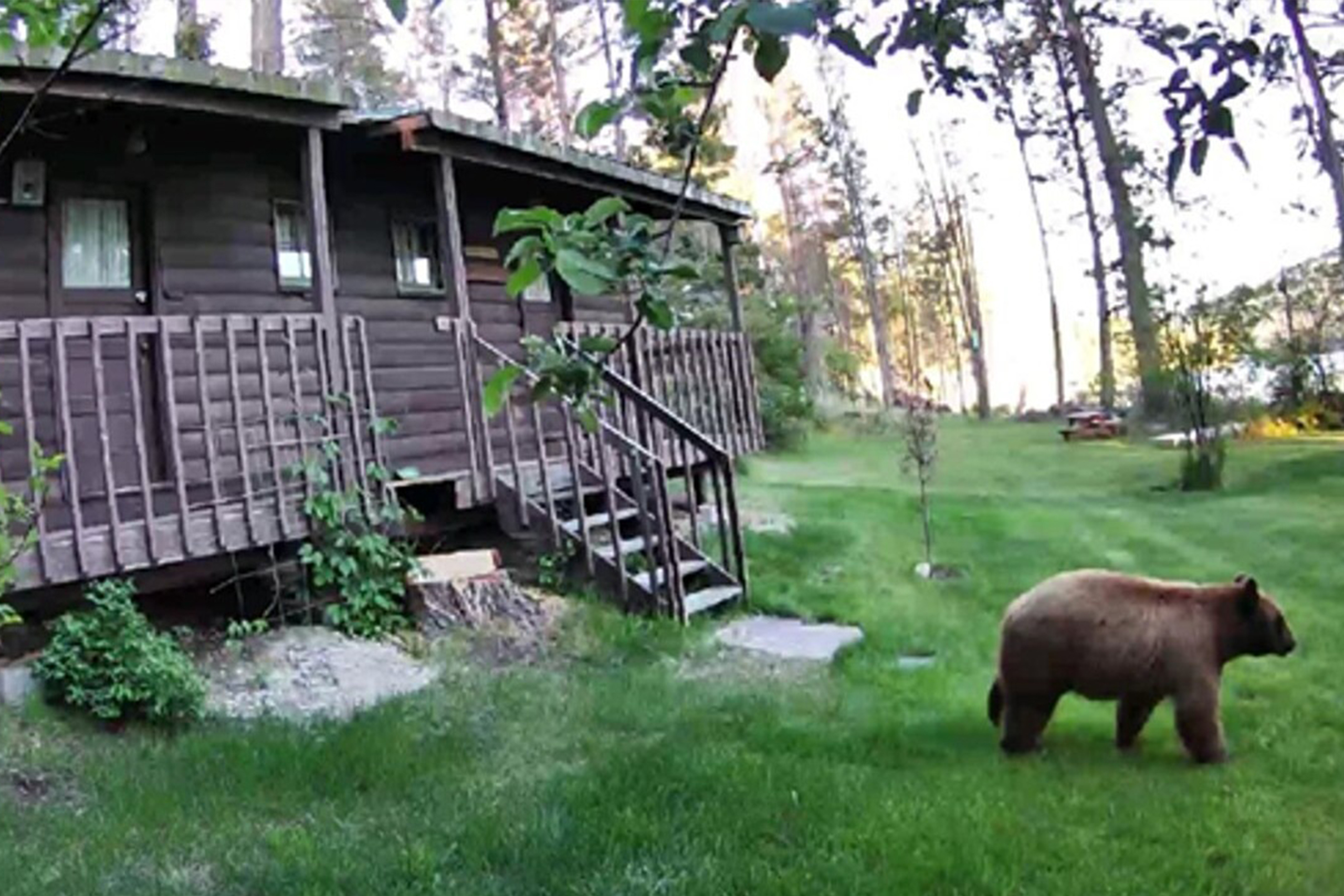 Residents in Bear Country