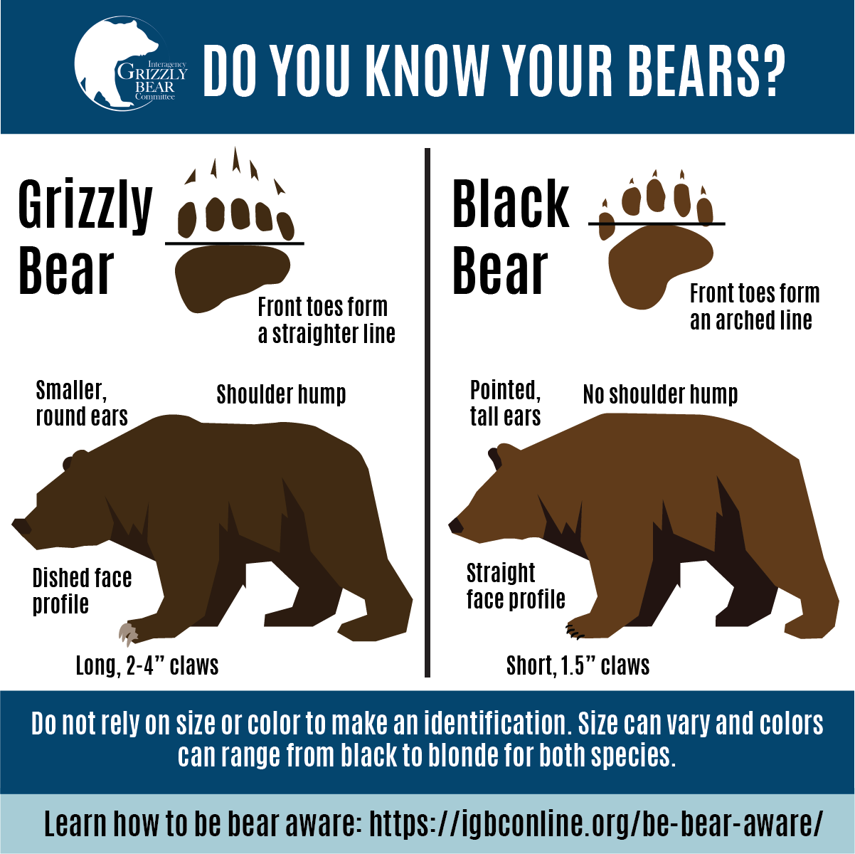 grizzly bear tracks vs black bear